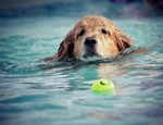 Claves para un piscina segura para niños y mascotas