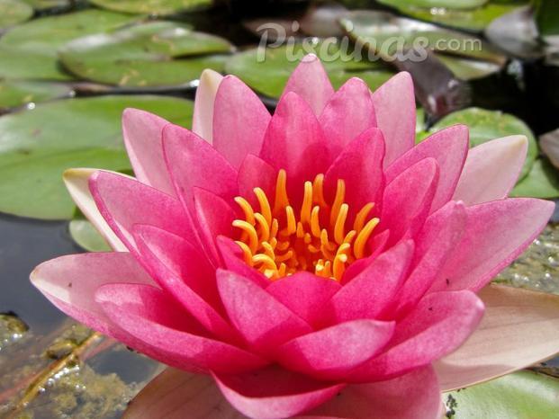 flor de loto acuatica