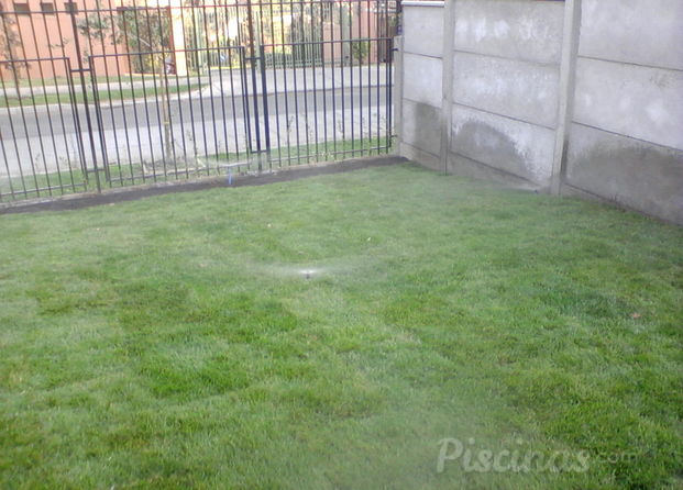 Pasto Alfombra